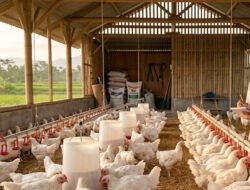 Analisa Usaha Ayam Broiler 1000 Ekor: Modal, Laba, dan Simulasi Kemitraan untuk Pemula