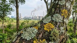 Pemanfaatan Lumut Kerak (Lichenes) untuk Memantau Kualitas Udara Kawasan Industri Secara Berkelanjutan