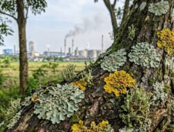 Pemanfaatan Lumut Kerak (Lichenes) untuk Memantau Kualitas Udara Kawasan Industri Secara Berkelanjutan