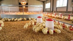 Panduan Lengkap Beternak Ayam Broiler Fase Pembibitan (Breeding) bagi Pemula