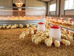 Panduan Lengkap Beternak Ayam Broiler Fase Pembibitan (Breeding) bagi Pemula
