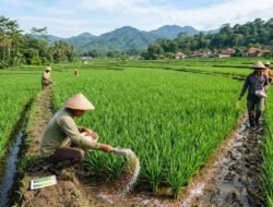 Dosis dan Cara Pemupukan Tanaman Padi pada Fase Vegetatif Aktif yang Tepat