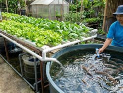Analisis Kualitas Air pada Sistem Akuaponik Sayuran dan Ikan Nila