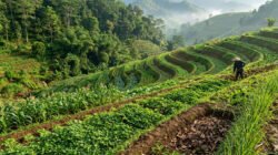 Strategi Konservasi Ekologis: Cara Mencegah Erosi Tanah di Kawasan Lahan Miring