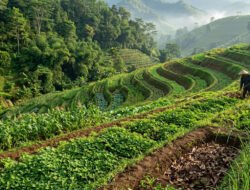 Strategi Konservasi Ekologis: Cara Mencegah Erosi Tanah di Kawasan Lahan Miring