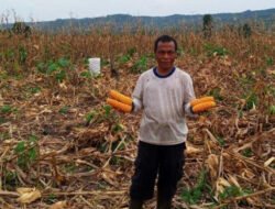Panduan Lengkap Budidaya Jagung Hibrida di Lahan Kering agar Hasil Melimpah