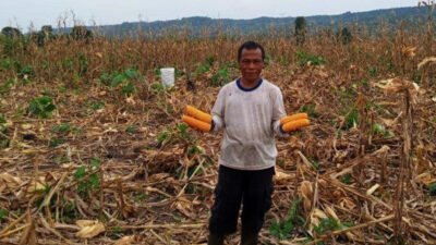 ilustrasi budidaya jagung hibrida di lahan kering