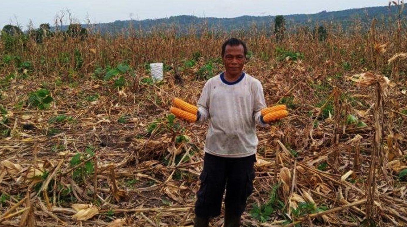 ilustrasi budidaya jagung hibrida di lahan kering