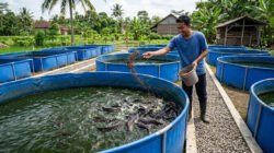 Panduan Lengkap Budidaya Ikan Lele Sistem Kolam Terpal agar Cepat Panen
