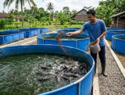 Panduan Lengkap Budidaya Ikan Lele Sistem Kolam Terpal agar Cepat Panen