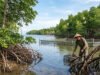 Peran Ekologis dan Nilai Ekonomi Tanaman Bakau (Rhizophora) dalam Rehabilitasi Lingkungan Pesisir