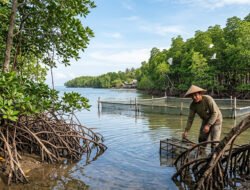 Peran Ekologis dan Nilai Ekonomi Tanaman Bakau (Rhizophora) dalam Rehabilitasi Lingkungan Pesisir