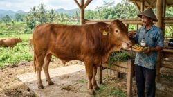 Solusi Ampuh Mengatasi PMK Sapi Potong (Medis & Alami)