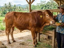 Solusi Ampuh Mengatasi PMK Sapi Potong (Medis & Alami)