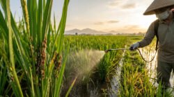 Cara Ampuh Mengatasi Wereng Coklat Padi: Panduan Lengkap