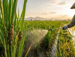 Cara Ampuh Mengatasi Wereng Coklat Padi: Panduan Lengkap