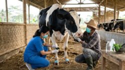 Cara Mengatasi Penyakit PMK pada Sapi Perah Secara Alami dan Medis