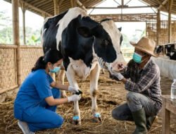 Cara Mengatasi Penyakit PMK pada Sapi Perah Secara Alami dan Medis