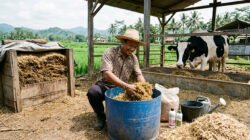 Cara Membuat Pakan Fermentasi dari Jerami Padi untuk Meningkatkan Kualitas Sapi Perah