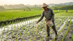 Dosis dan Cara Pemberian Pupuk Dasar Tanaman Padi yang Tepat