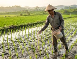 Dosis dan Cara Pemberian Pupuk Dasar Tanaman Padi yang Tepat