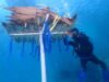 Tingkatkan Ekonomi Nelayan, Atraktor Cumi Dipasang di Coral Garden Pulau Barrang Caddi