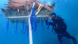 Tingkatkan Ekonomi Nelayan, Atraktor Cumi Dipasang di Coral Garden Pulau Barrang Caddi