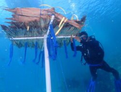 Tingkatkan Ekonomi Nelayan, Atraktor Cumi Dipasang di Coral Garden Pulau Barrang Caddi