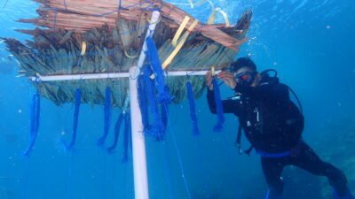 Pemasangan (penurunan) atraktor cumi-cumi di area coral garden (kebun karang) di Pulau Barrang Caddi