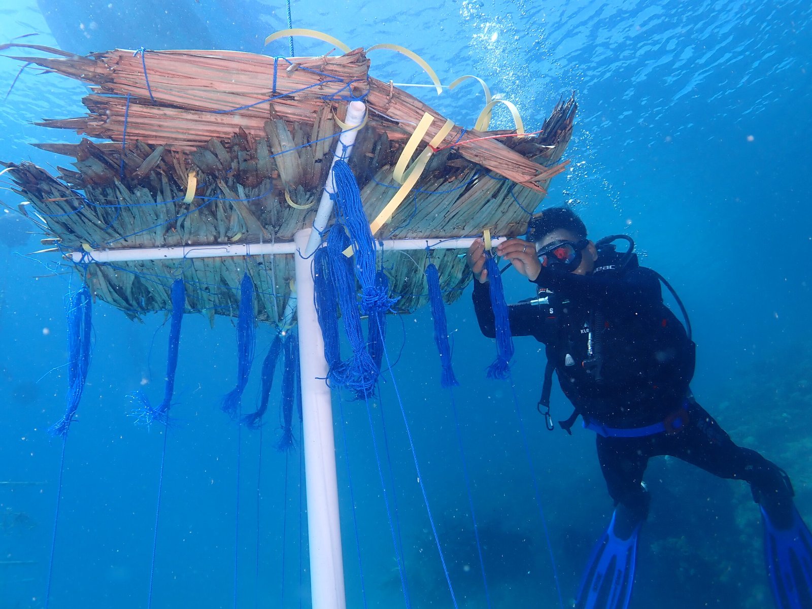 Pemasangan (penurunan) atraktor cumi-cumi di area coral garden (kebun karang) di Pulau Barrang Caddi